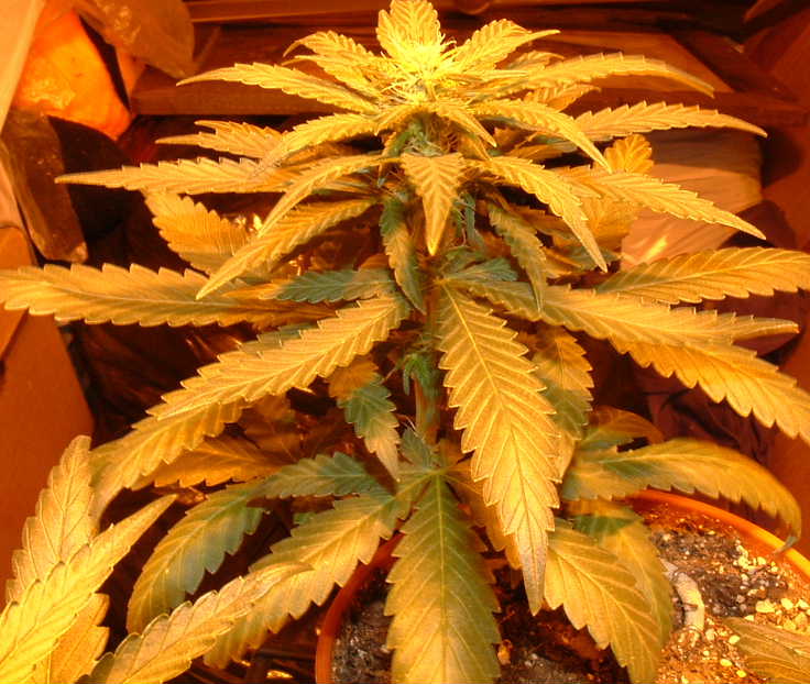 Now it's the end of week 4, and 2 males were discovered and clipped off at the soil.  This one is a close up of Space Cadet.