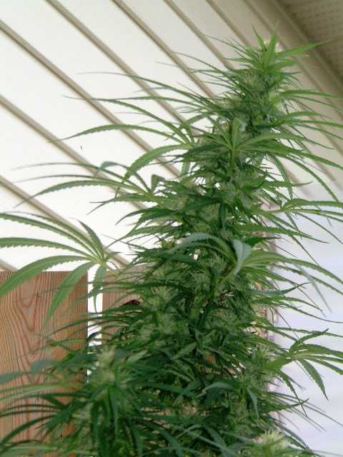 Here it is today.. Oct. 16.. I have her tied over a bit but I'm guessing she is 7-8 feet tall.