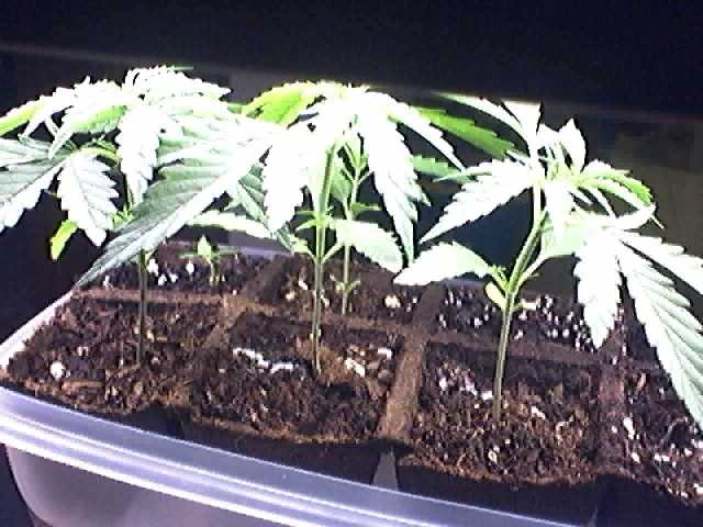 Look on the far left at back. This little guy did not look like he was going to make it. Roots were not developing and compared to the others it was a runt.
