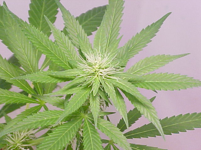 leaves gettin closer together