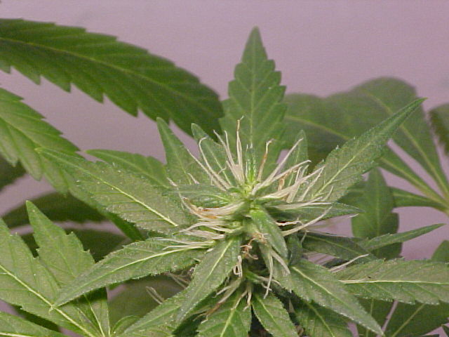 close up