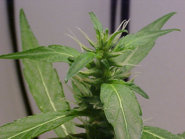 clone terminal flower