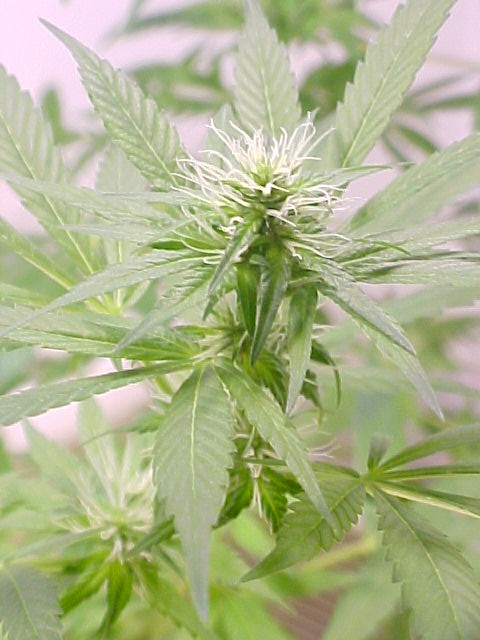close up