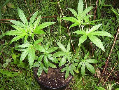 2 plants at 1.25 months