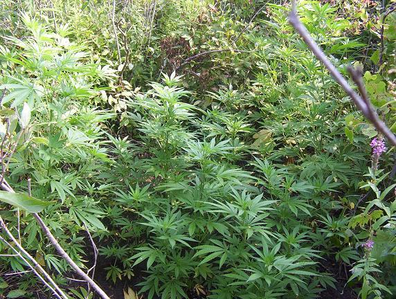this is the bigg garden!!