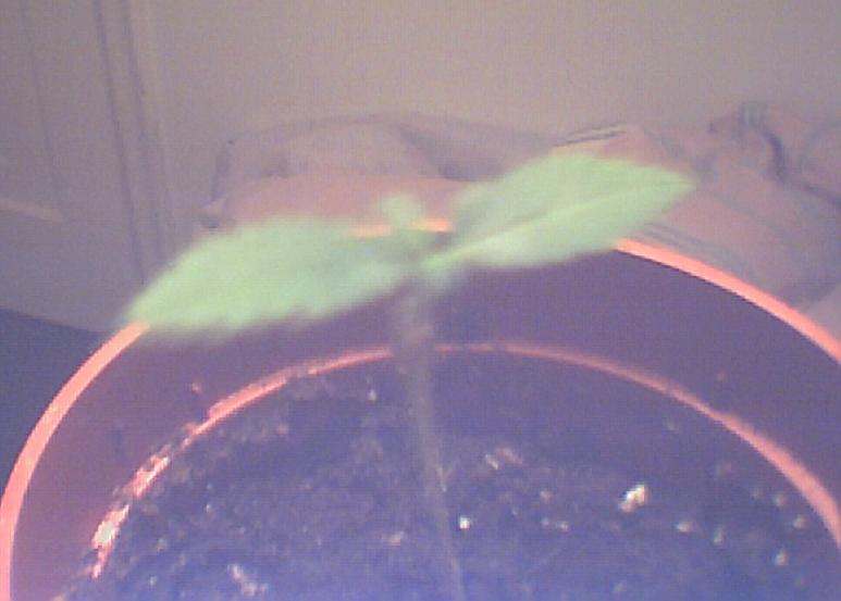 Well, I got 2 more seeds from Melissa and 1 was cracked, and I think it was a male so I didn't bother planting it. The other hasn't sprouted yet but its in the same pot, because im hoping 1 of the plant is male and the other is female so i can get more seeds! The first plant got to dry, the very, very first leaves died but the main set looks really, really healthy still!