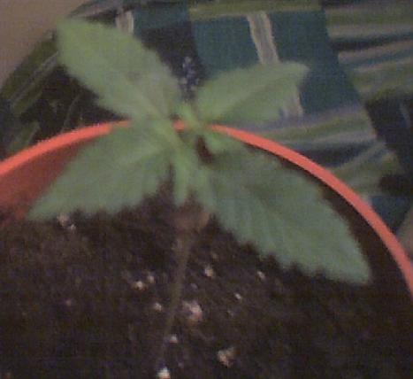 The leaves are really starting to show up now and I'm pretty sure it is a female :) Melissa's seed isnt even sprouting at all though :(