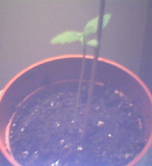 I went out today and purchased real planting pots, soil and some fertalizer. But here is how big it is now!