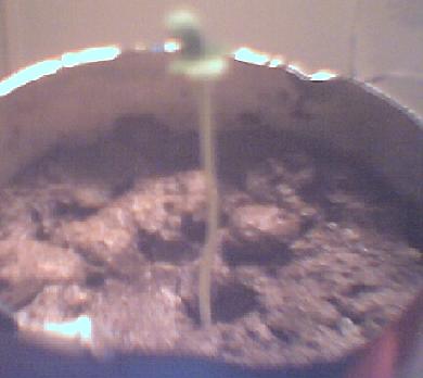 It grew alot in the past 24hrs! About double the size!!