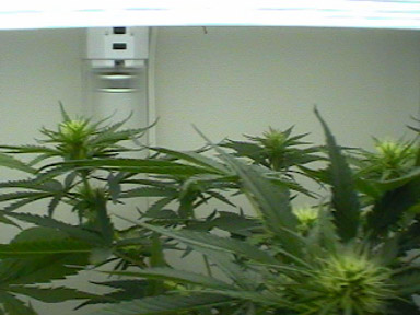 Wide Shot..Buds..Yea