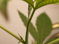 is this a female hair???