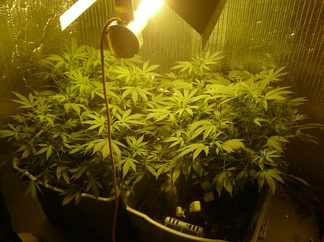 NOW LOOK AT EM!! nice and big, budding all over the place. and we also got the HPS hooked in. Look at the diffrence in the light, this one is orange. Really bright!