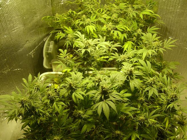 Here they are now, getting yellow, almost ready to harvest.
