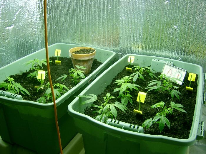 OOPS! we did the most comon thing done by first time growers, over fertilized them. But it was only the day after so we can still fix it. So we leeched them 3 times, once ever other day. and it was fine again....feww But man did they look shitty or what. but hey i'v seen worse.but look at the other one, it sprouted! 