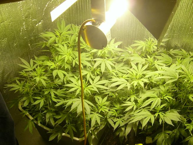 Another shot of the plants.