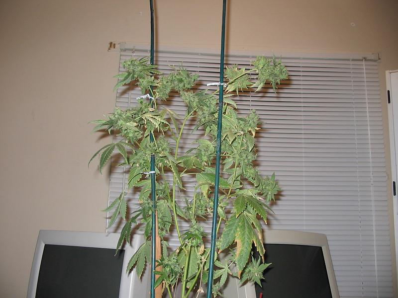 maple leaf indica  3.7 ozs pretty good for indoor will be less when dryed 
