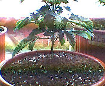 3rd week veg (from seed sprout)
