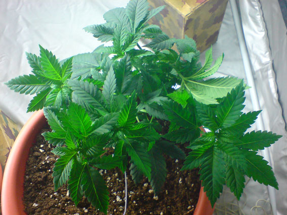 white widow