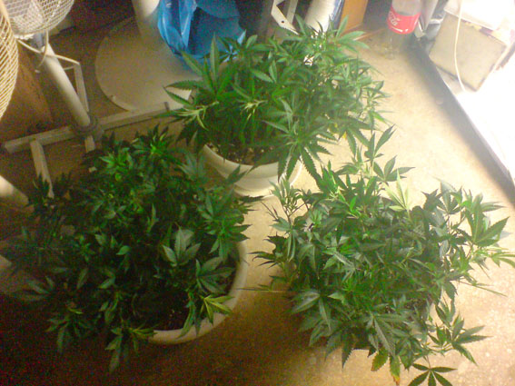 ol 3 of'em 
