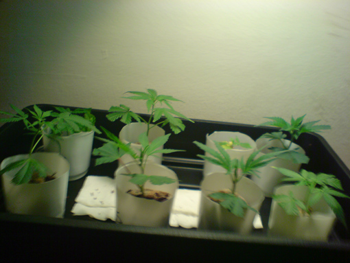 8 successful clones 