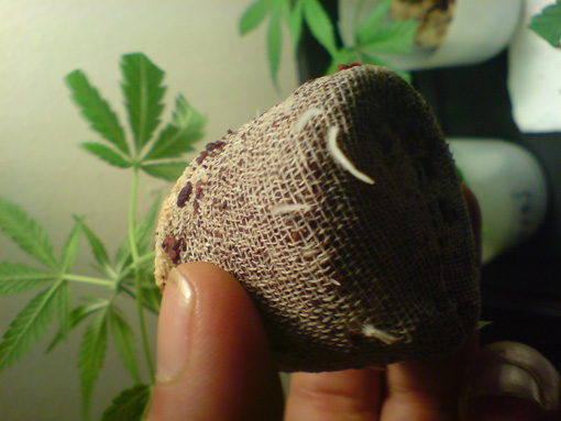 happy little roots... i wonder how am i gonna fit those into the tent... very short in space 