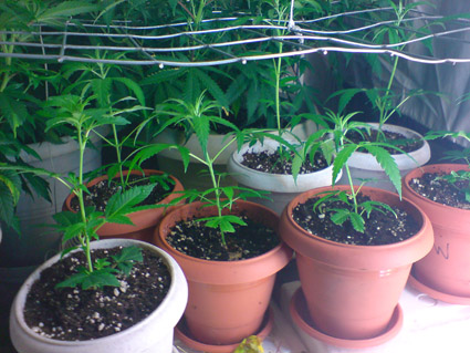 they're doing well 