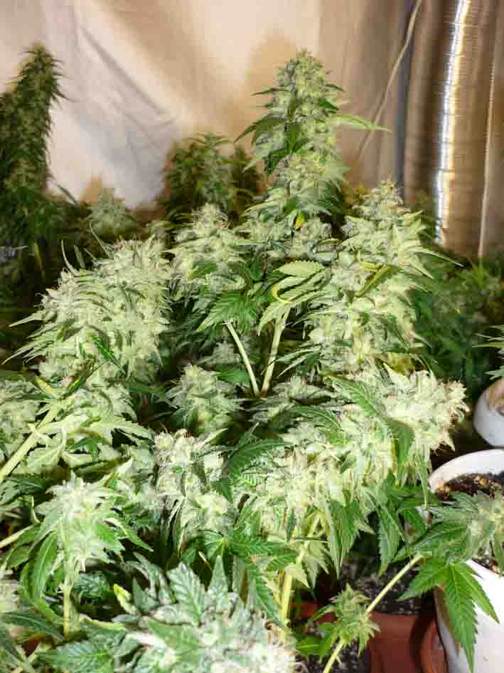 bud bud bud