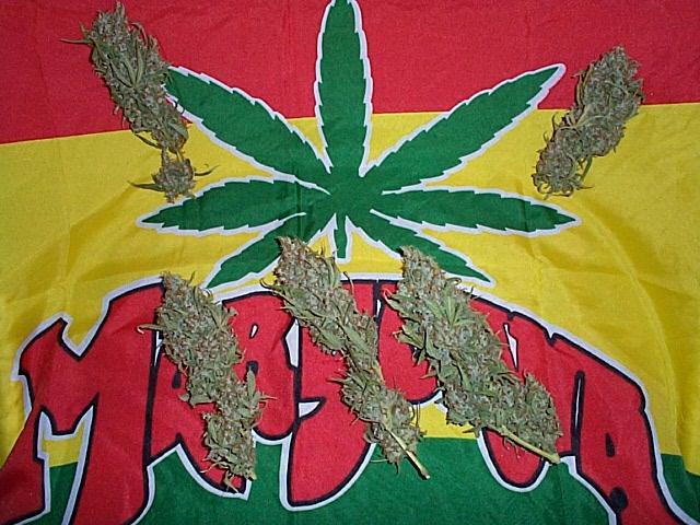 Budds on Flag