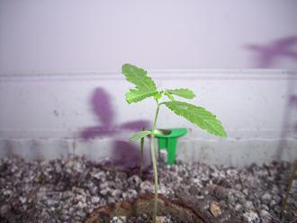 This is one of the plants at Day 11