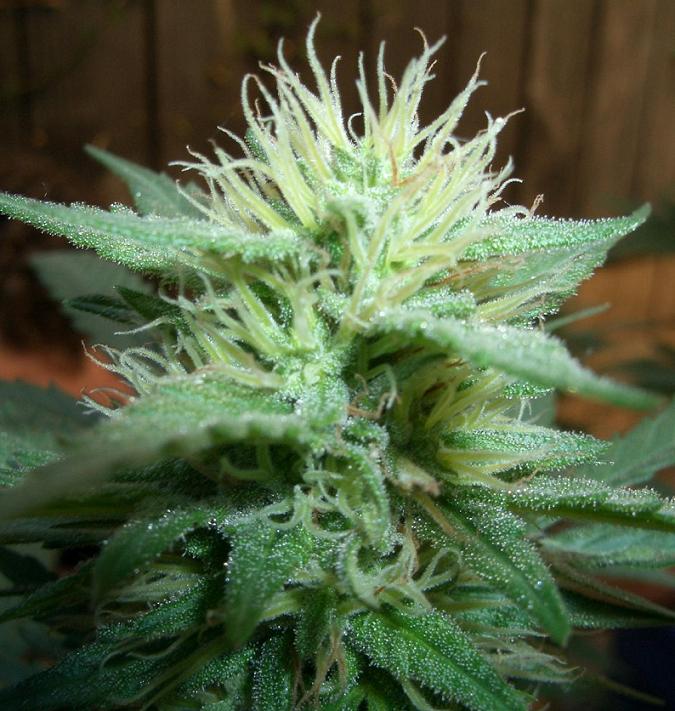sweet kush i swear