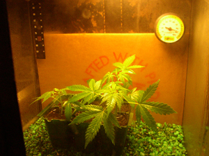 Here are my 3 clones the day they were cut.  They are in my cloning chamber, which is made from a terarium that used to be used for mushroom cultivation.  I have modified it to perfectly maintain humidity and temperature.