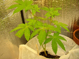 another one.  can anyone tell me what the little brown spots on the leaves are???