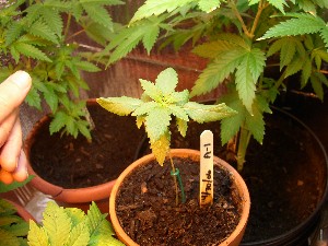 seedling