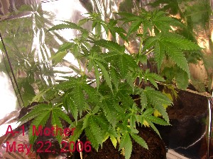 A-1 mother just put back on 24 hour lighting after sexing