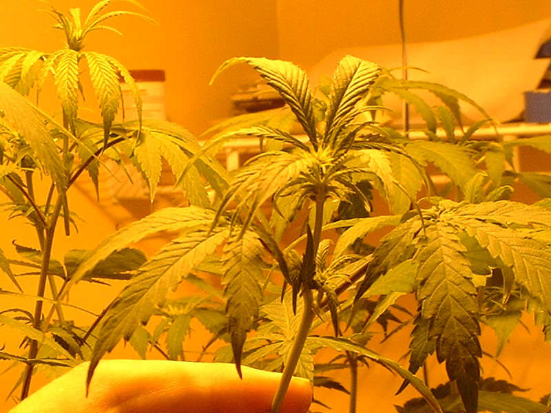 bud pic of one WW