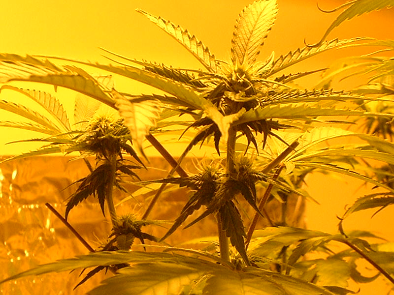 the bud sites have really grown in 1 week