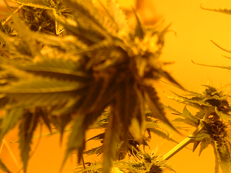 Budshot, they are getting big quick...