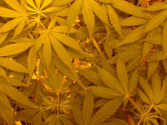 This is a view from the top of the plants, its not the full view though due to image size/quality