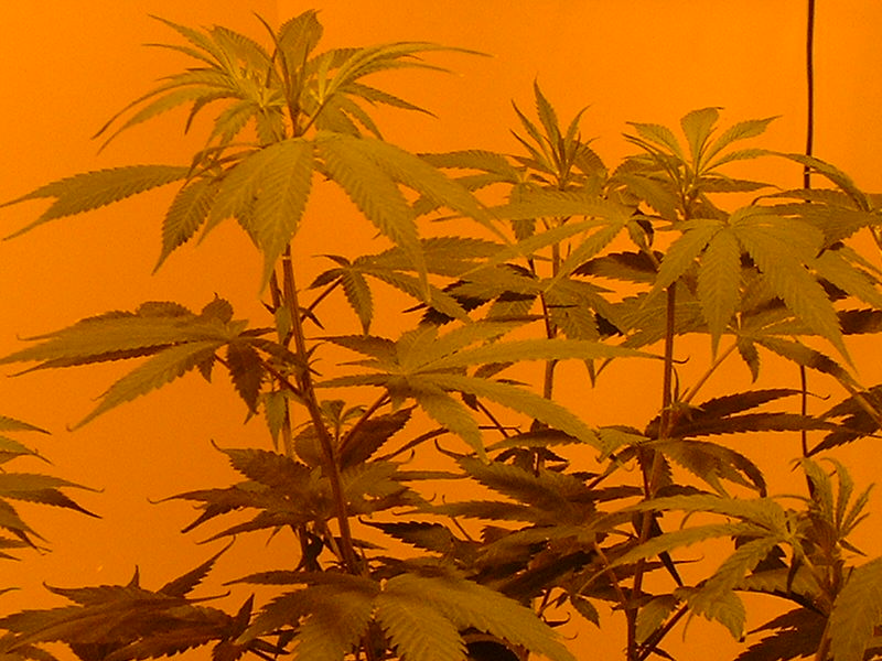 these tops are from the unknown strain, she smells pretty skunky, i wonder if she was from a batch of skunk that went wrong for the grower?
