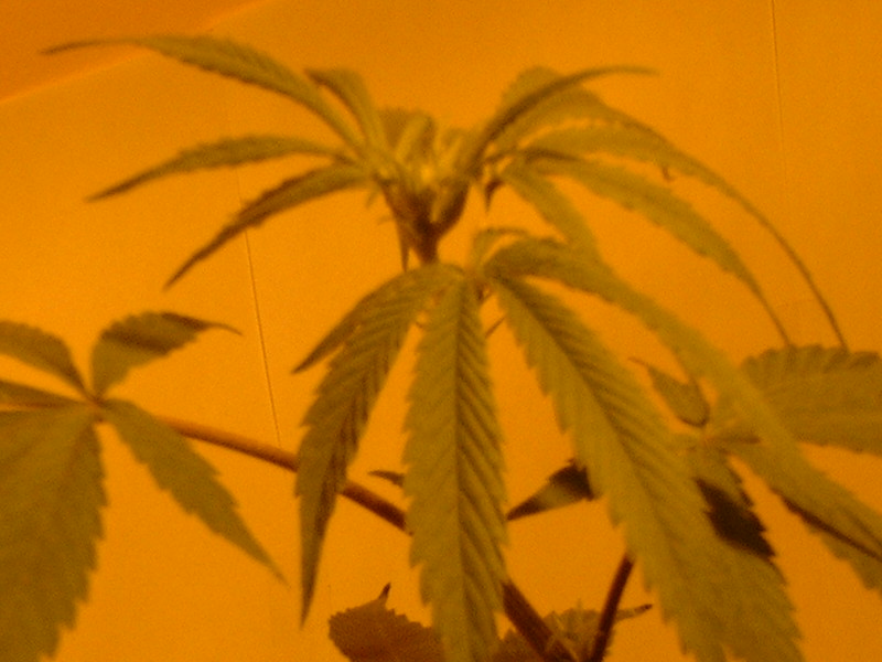 one of the skunky ladie's branches