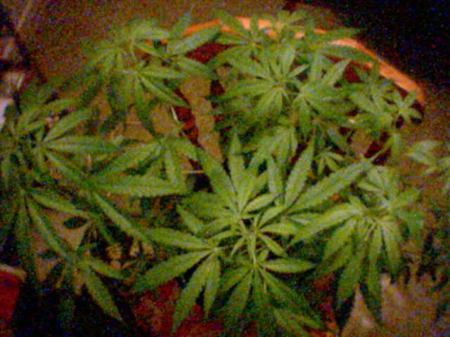 Its a female and it's just started to bud :D
