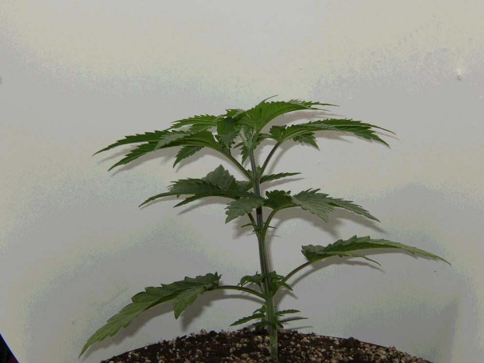 plant number two 5 1/2 inches tall 