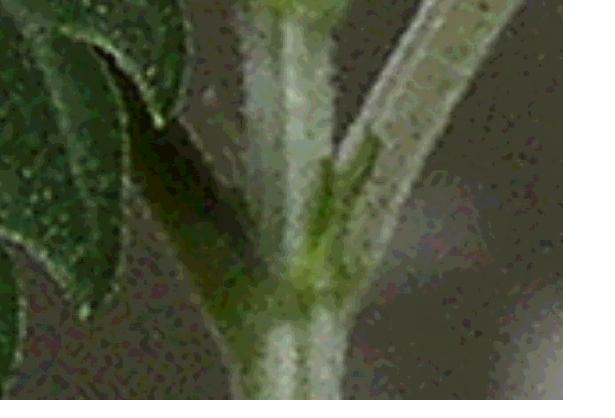 This is just starting week 4... could it be a girl?
