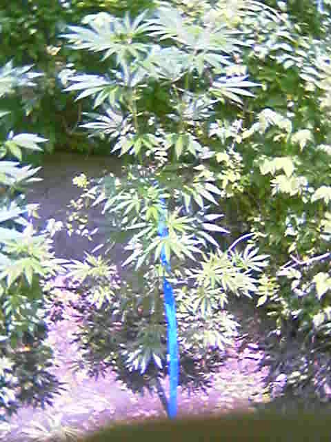 same plant rom a little farther back