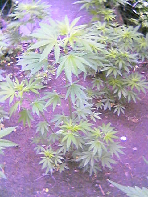 I named this plant in the middle the Tri-Pod because it originally had three main branches jetting out the top.  Now it has a few more, but the name has gotta stay for identification purposes.  The plant in the back right of the pic is the bushmaster.  