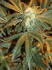week 5, on clear fluids ready next week