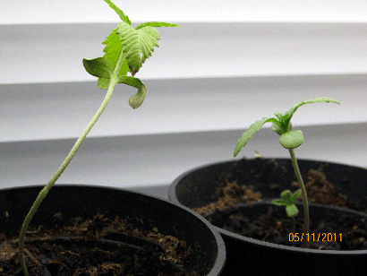 This pair emerged earlier than the others.