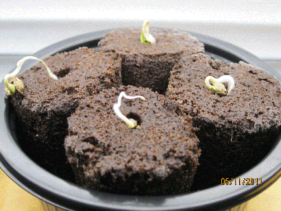 Very early sprouts. Lost a few, of course, but that's to be expected.