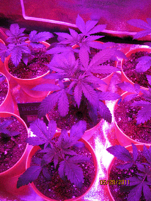 A few hours after transplantation from the big containers to their individual pots. 