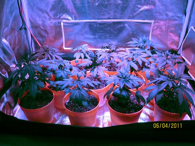 I removed two plants that were lagging behind in development, despite living in the same conditions as all of the others. I take that as an indication of either weak individuals, or weak genetics, neither of which should be taking up valuable light and space.